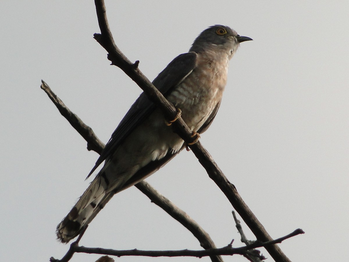 Common Hawk-Cuckoo - ML351862431