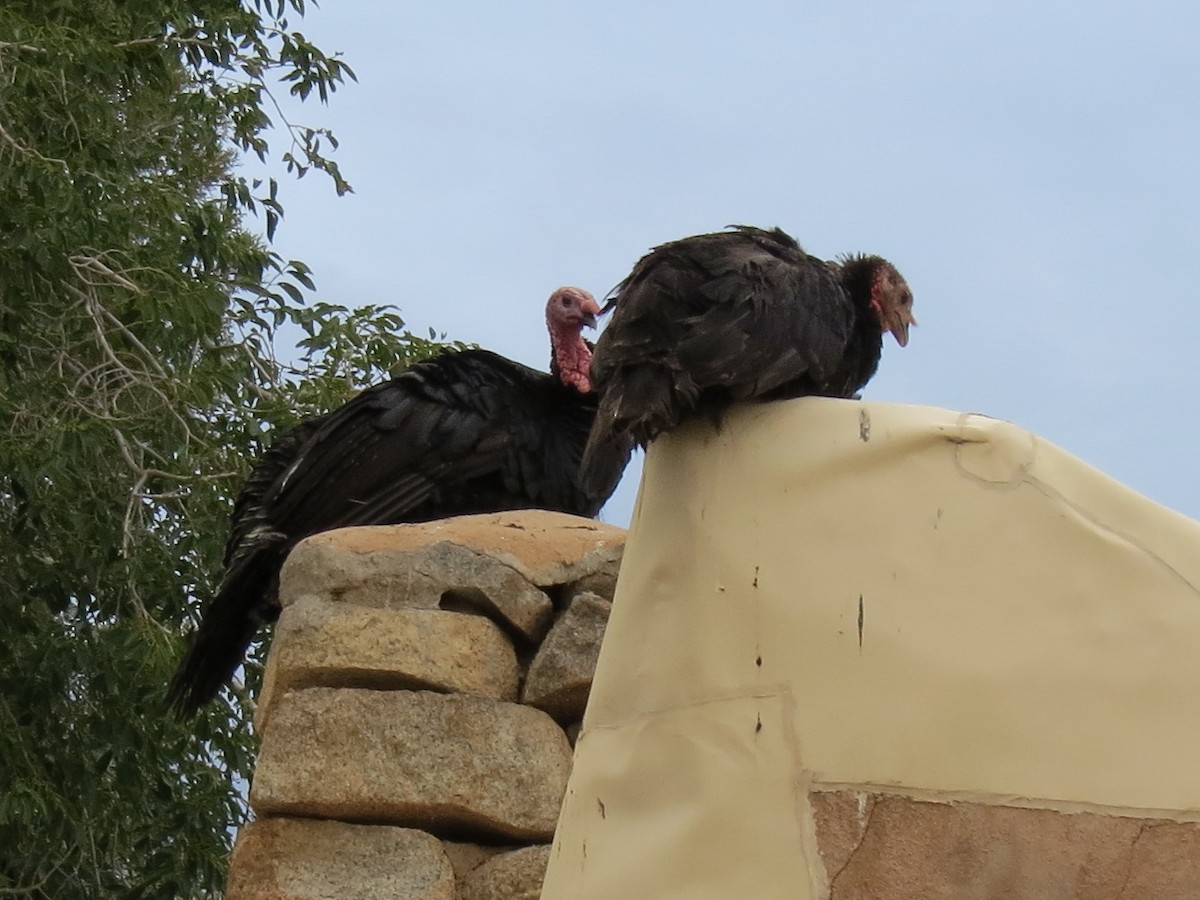 Turkey Vulture - ML35186731