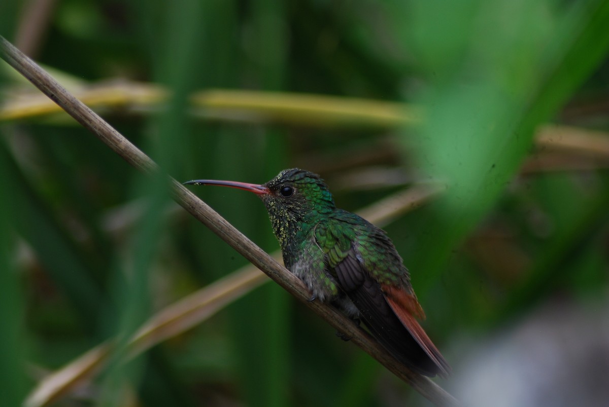 Rufous-tailed Hummingbird - Pablo Andrade