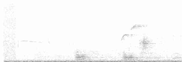 Batı Amerika Sinekkapanı (occidentalis/hellmayri) - ML351869641