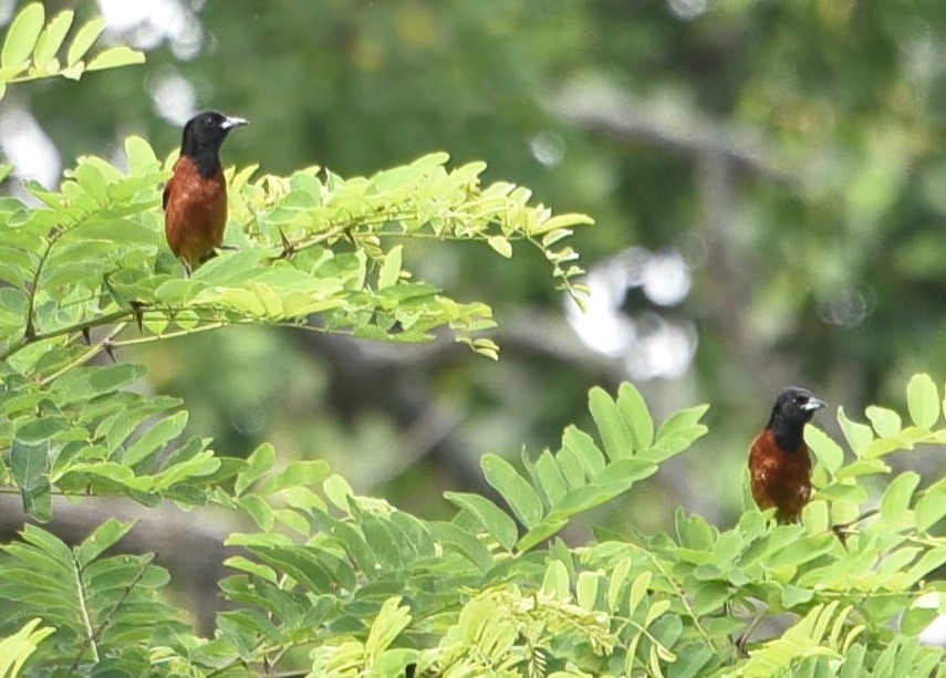 Orchard Oriole - ML351871701