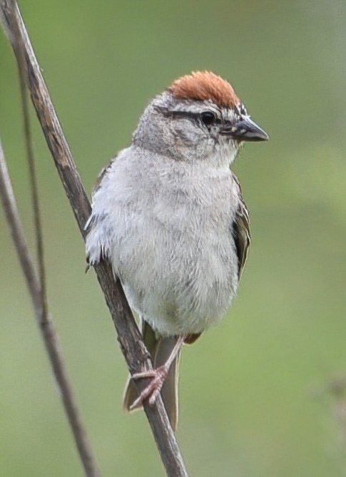 Chipping Sparrow - ML351871781