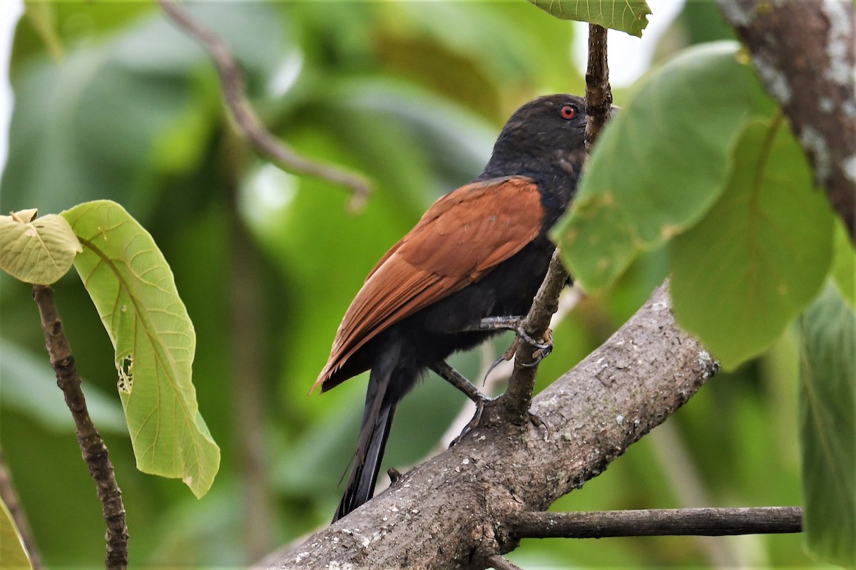 Greater Coucal - ML351878421
