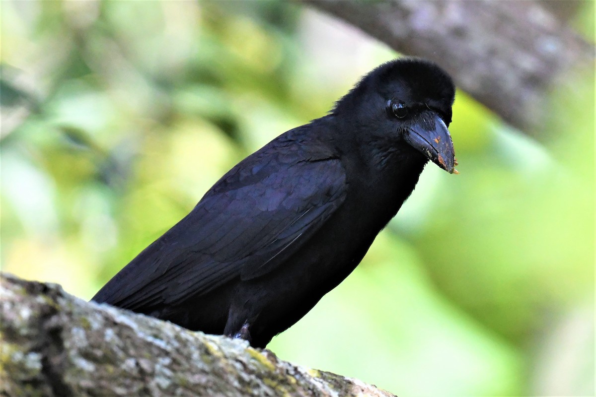 Large-billed Crow - ML351879141