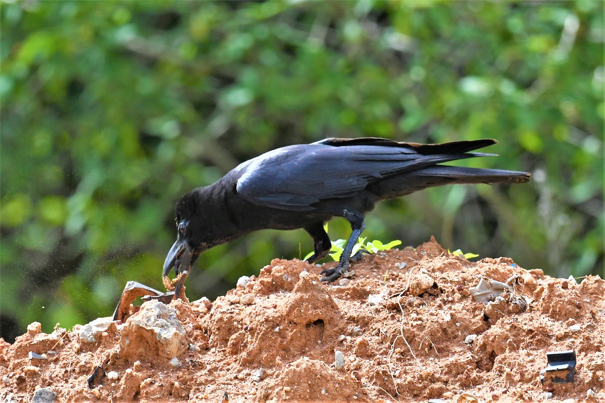 Large-billed Crow - ML351879151