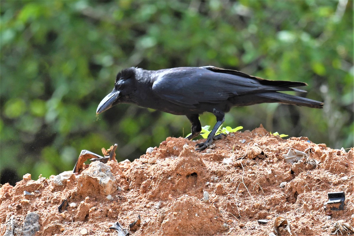 Large-billed Crow - ML351879161