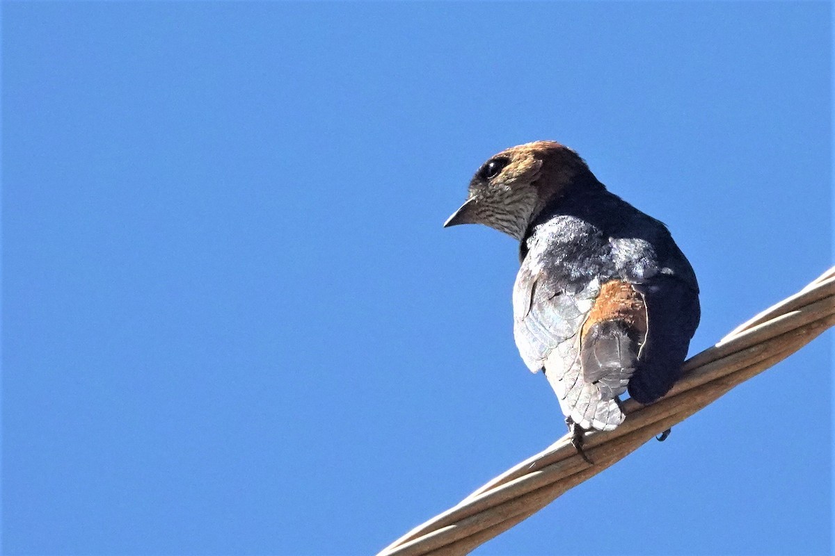 Red-rumped Swallow - ML351879251