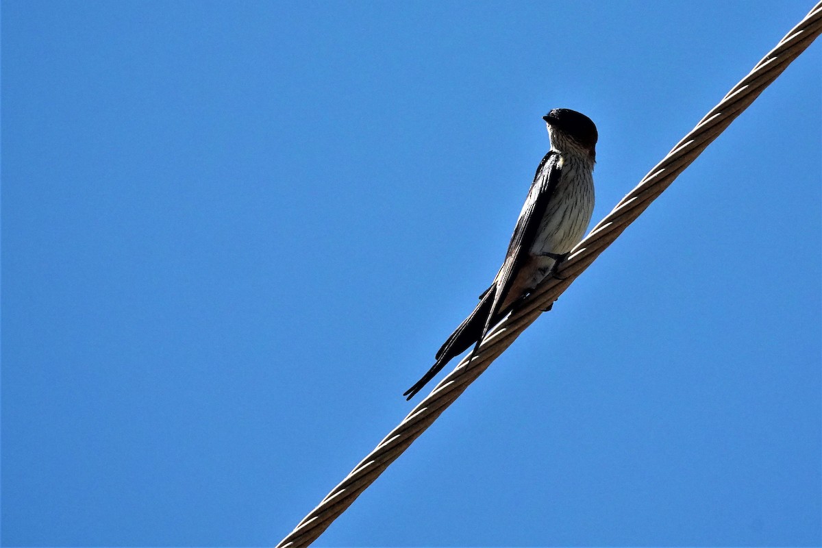 Red-rumped Swallow - ML351879281