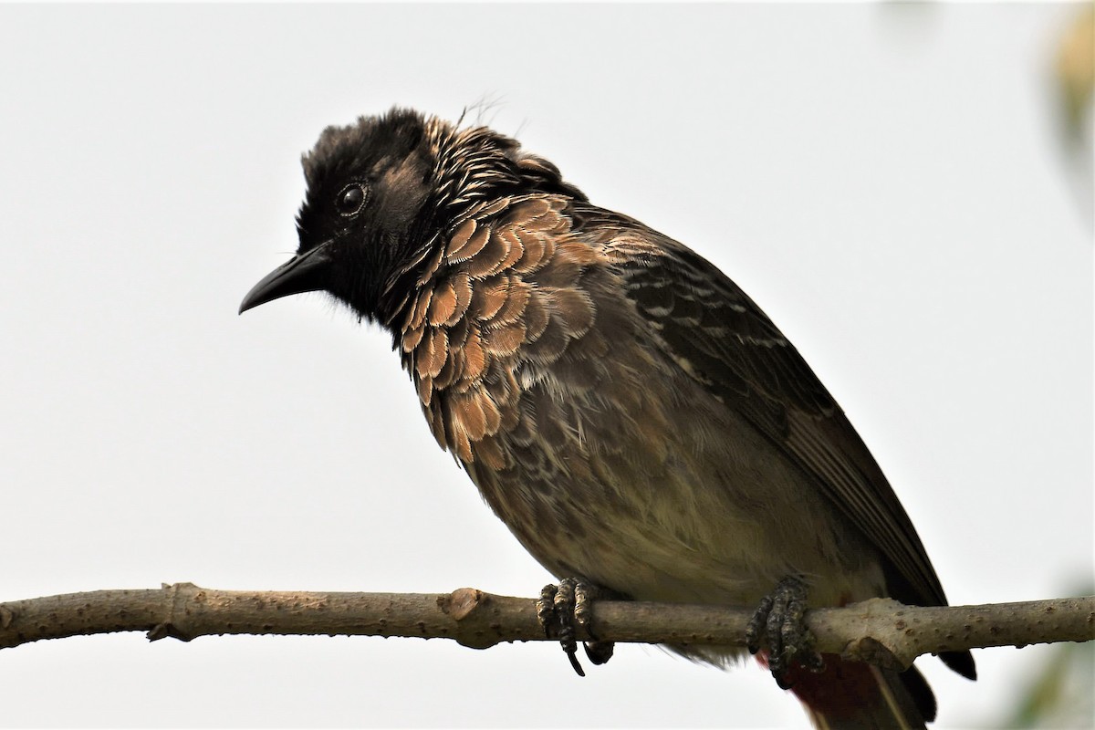 Red-vented Bulbul - ML351879351