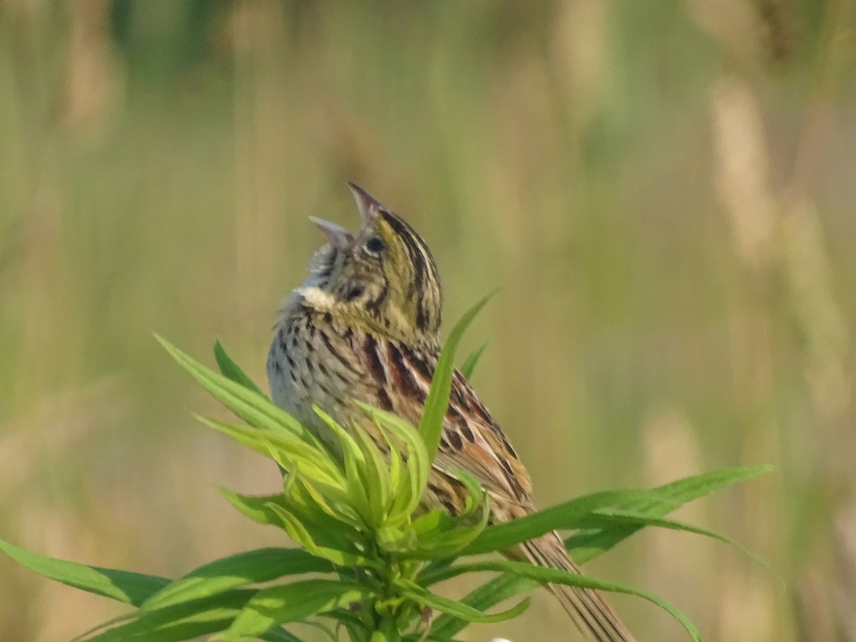 Henslow's Sparrow - dave chase