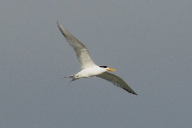 Great Crested Tern - ML35189331