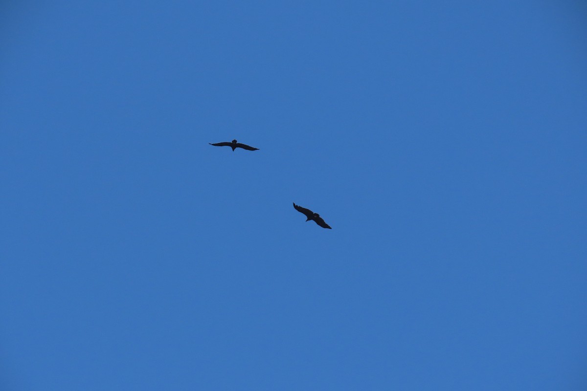 Cinereous Vulture - ML351898501
