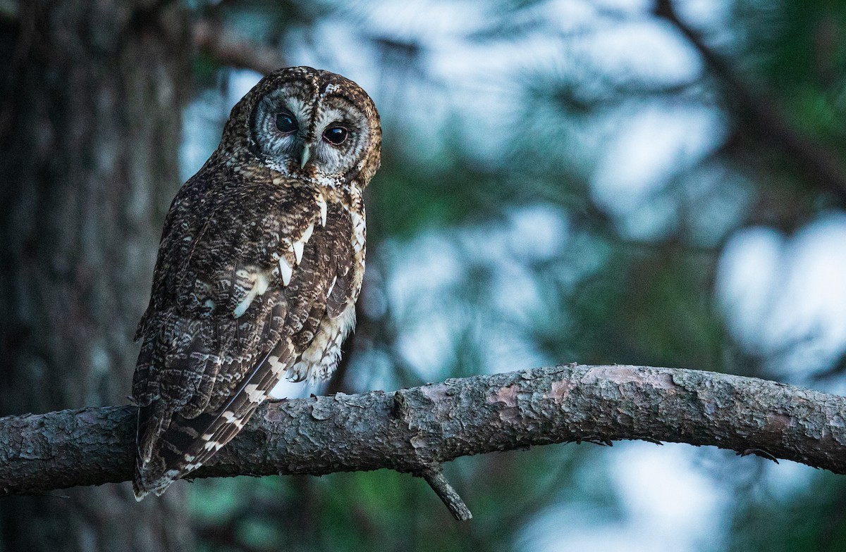 Himalayan Owl - ML351904601