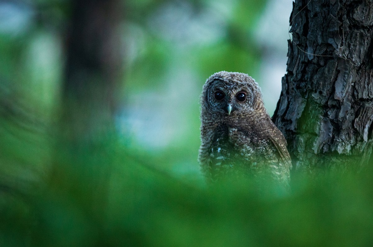 Himalayan Owl - ML351906251