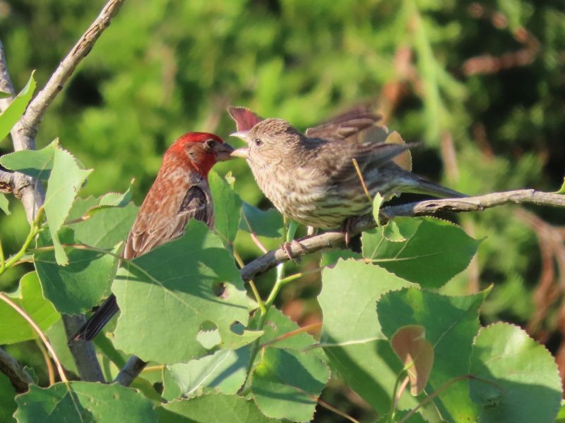 House Finch - Tracy The Birder
