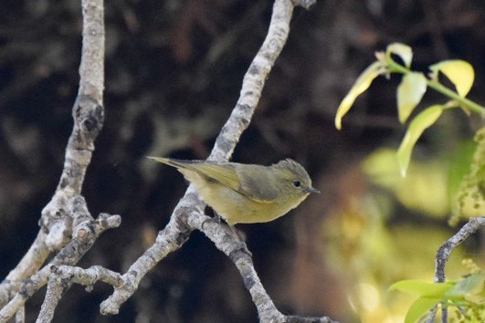 Yellow-browed Tit - ML351914791