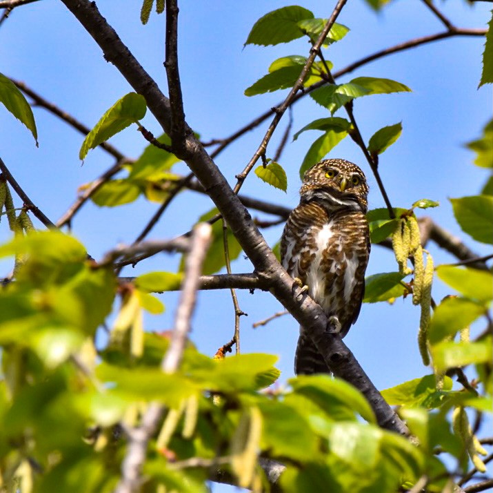 Collared Owlet - ML351919051