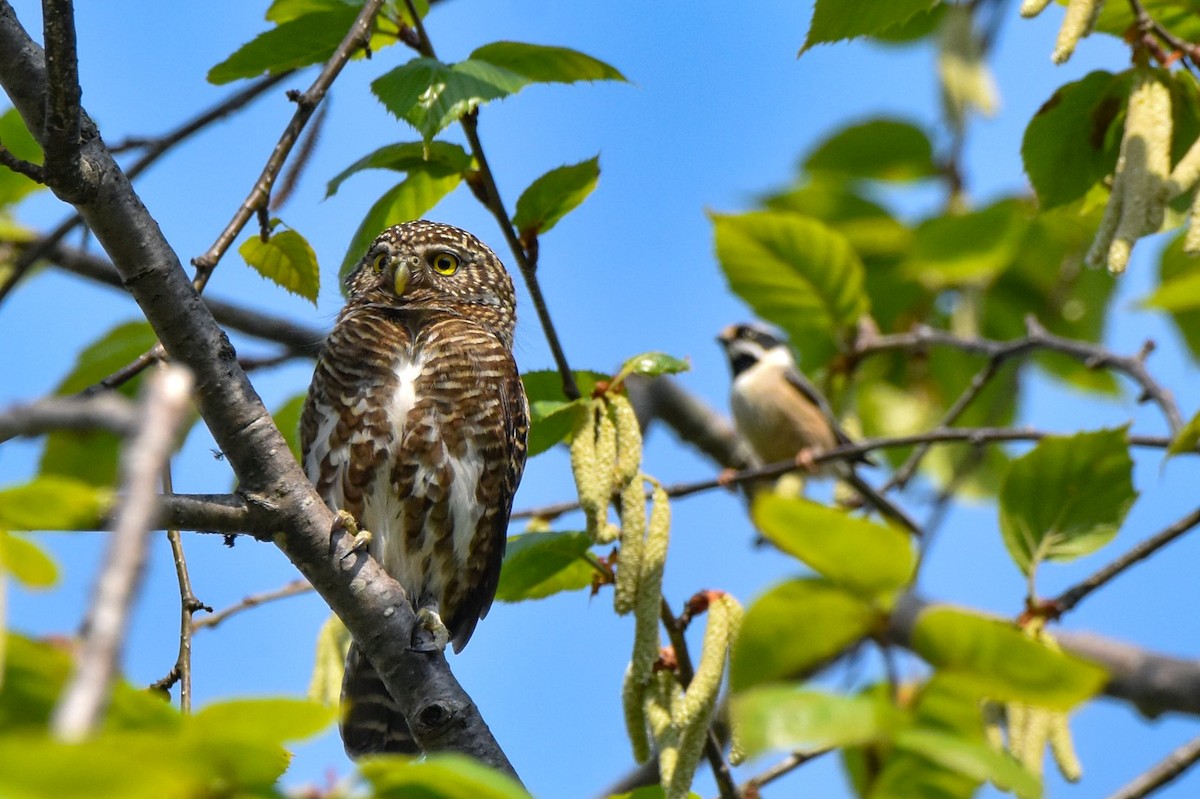 Collared Owlet - ML351919061