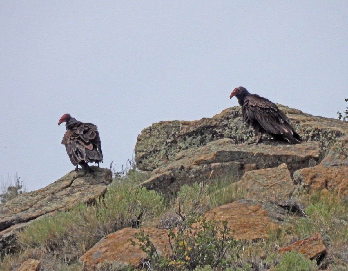 Turkey Vulture - Charles Hundertmark