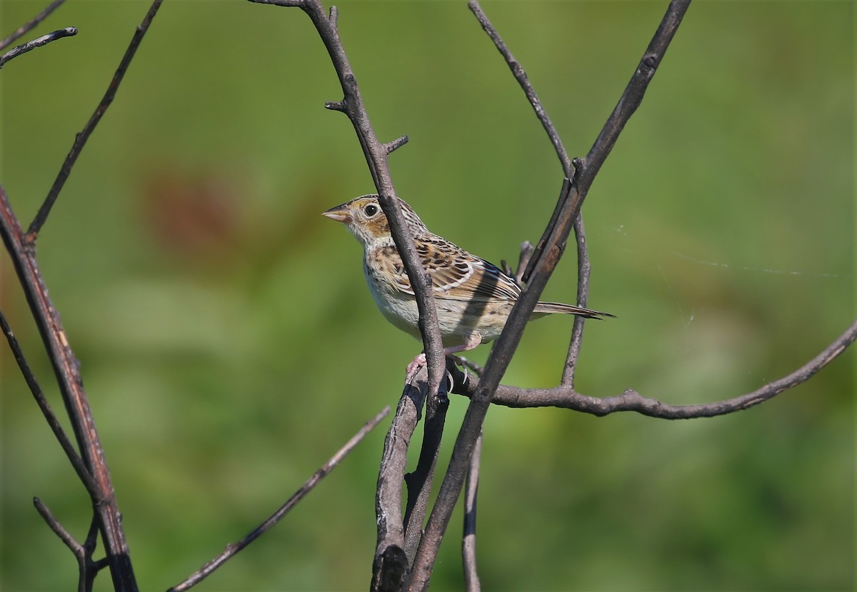 Grasshopper Sparrow - ML351919721