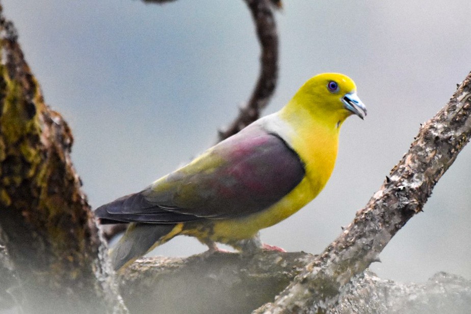 Wedge-tailed Green-Pigeon - ML351920311