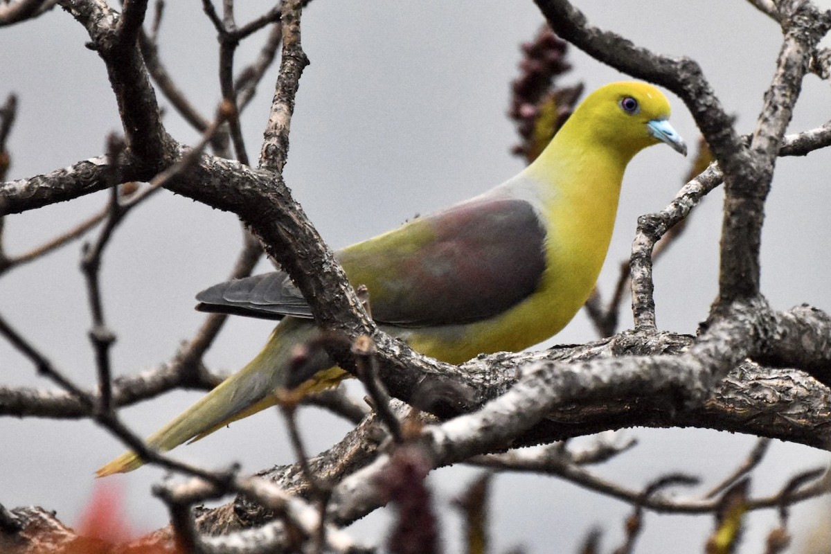 Wedge-tailed Green-Pigeon - Bhupinderjit  Kaur Waraich