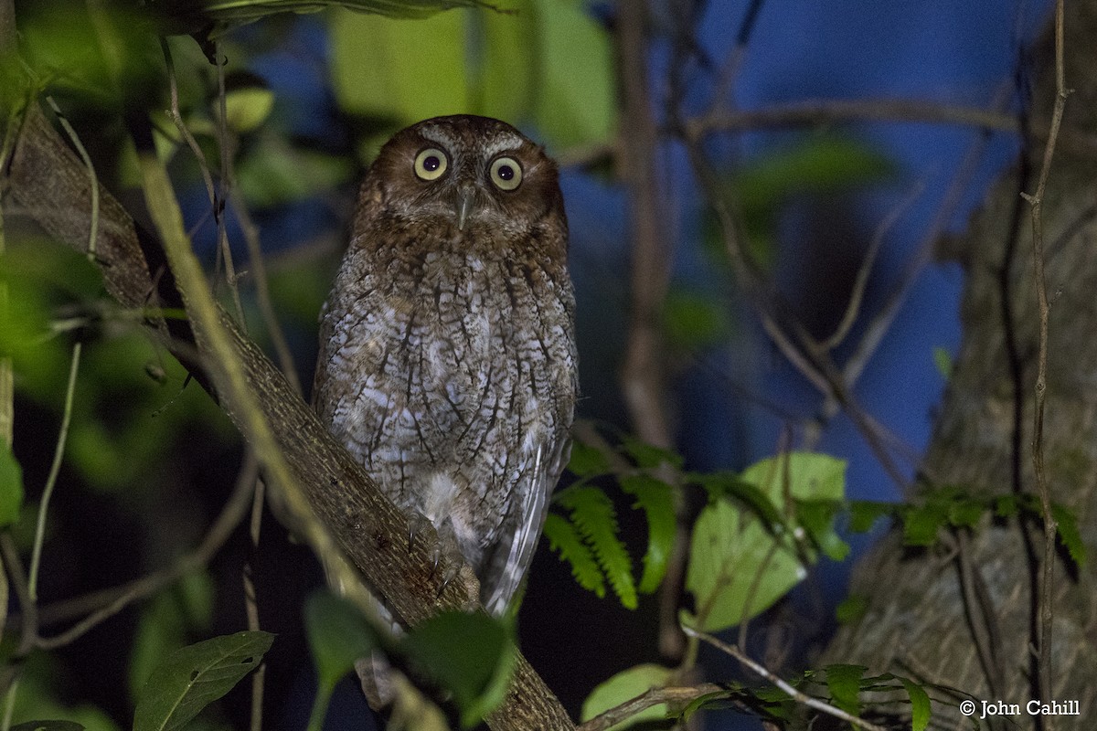 Middle American Screech-Owl (Middle American) - ML351922231