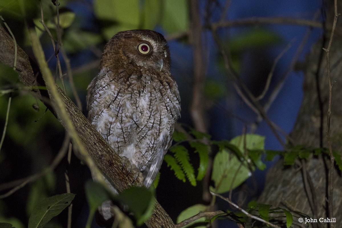 Middle American Screech-Owl (Middle American) - ML351922281