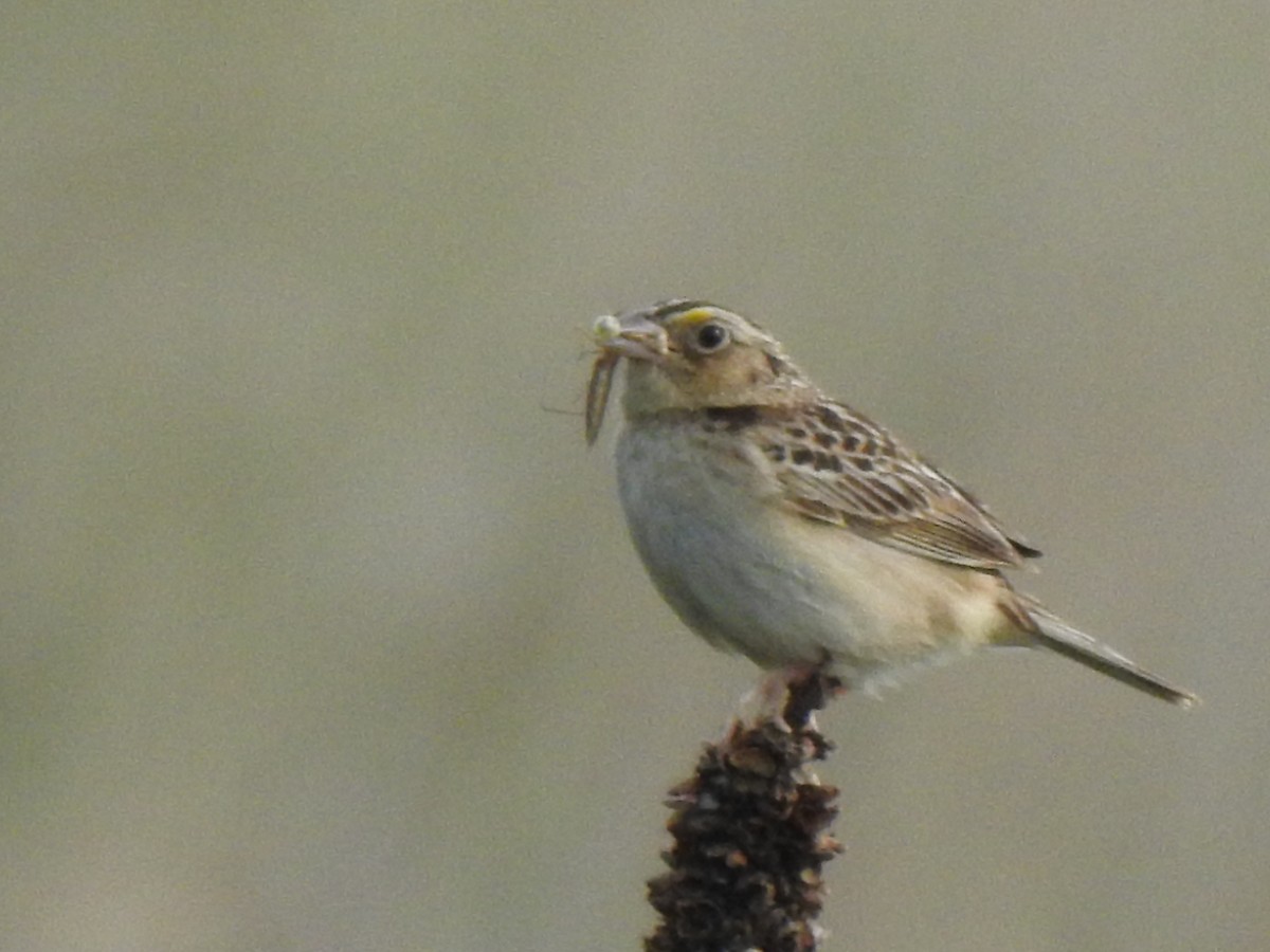 Grasshopper Sparrow - ML351924411