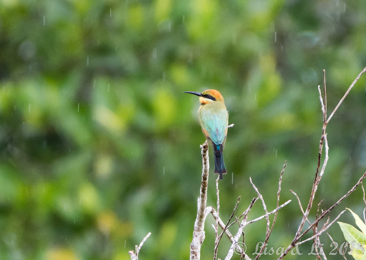 Rainbow Bee-eater - ML351926331
