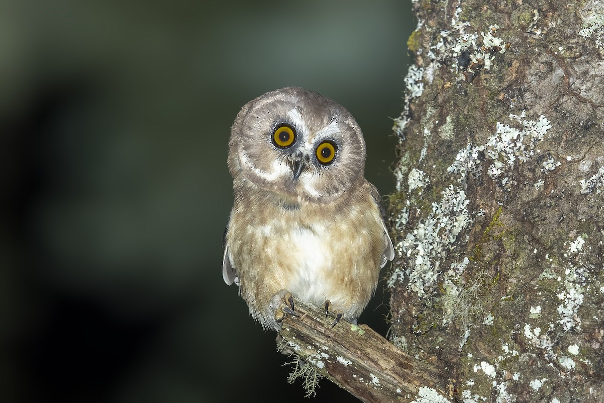 Unspotted Saw-whet Owl - ML351936031
