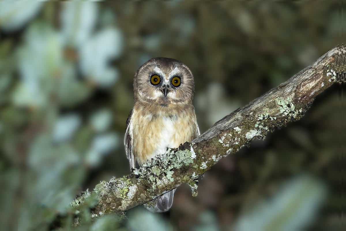 Unspotted Saw-whet Owl - ML351936041