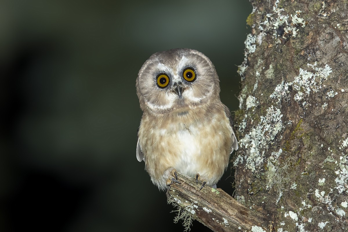 Unspotted Saw-whet Owl - ML351936051