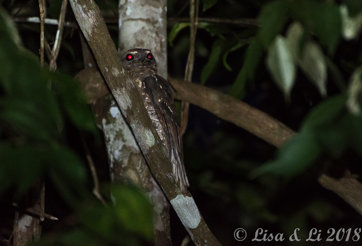 Marbled Frogmouth - ML351945951