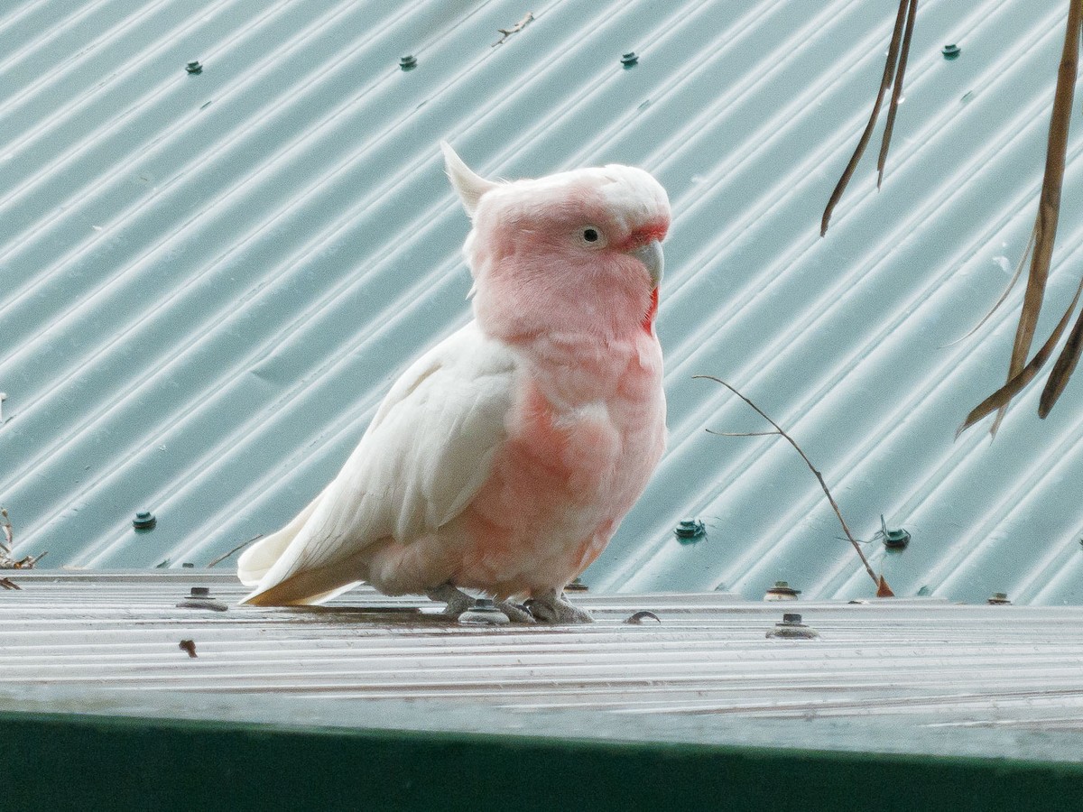 Pink Cockatoo - ML35194771