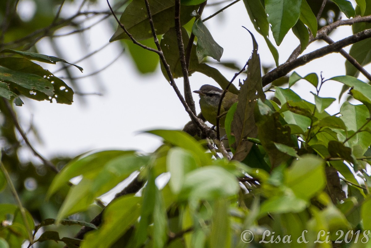 Island Leaf Warbler - ML351948251