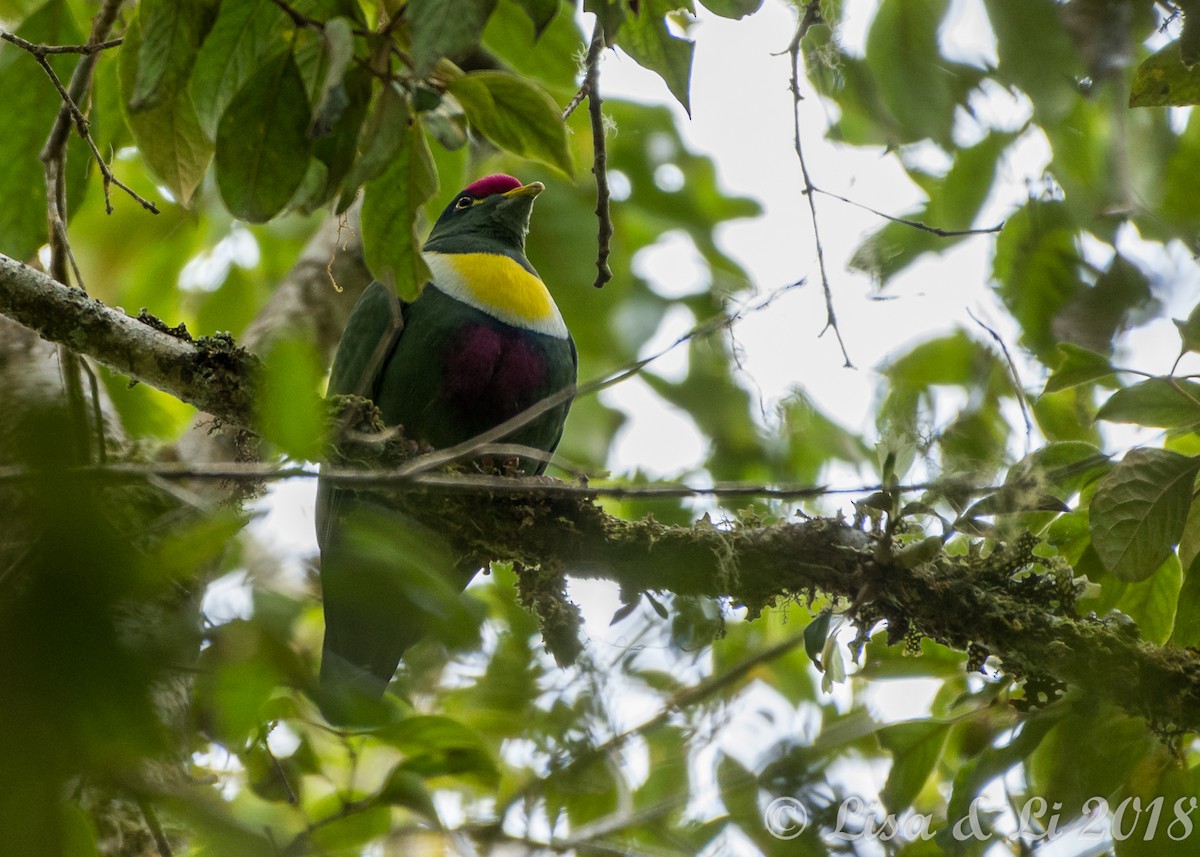 White-breasted Fruit-Dove - ML351951911