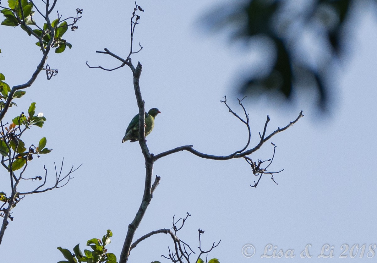Claret-breasted Fruit-Dove - ML351960401