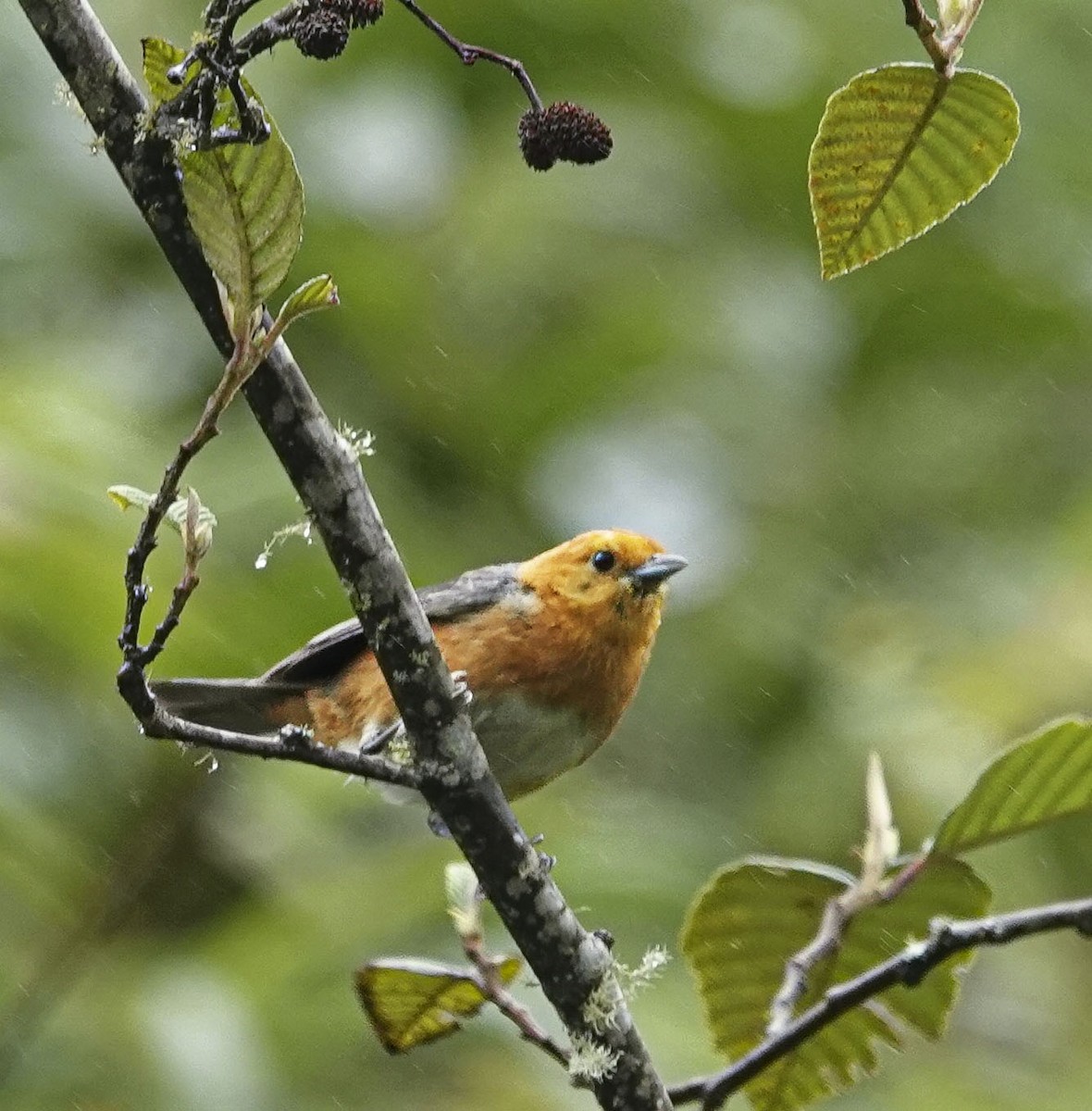 Rufous-chested Tanager - ML351963491