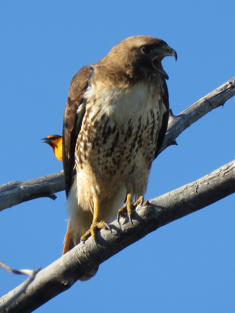 Red-tailed Hawk (calurus/alascensis) - Catherine Hagen