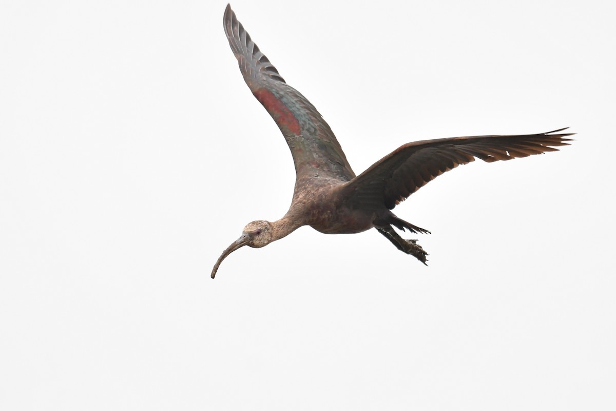 ibis americký - ML351972241