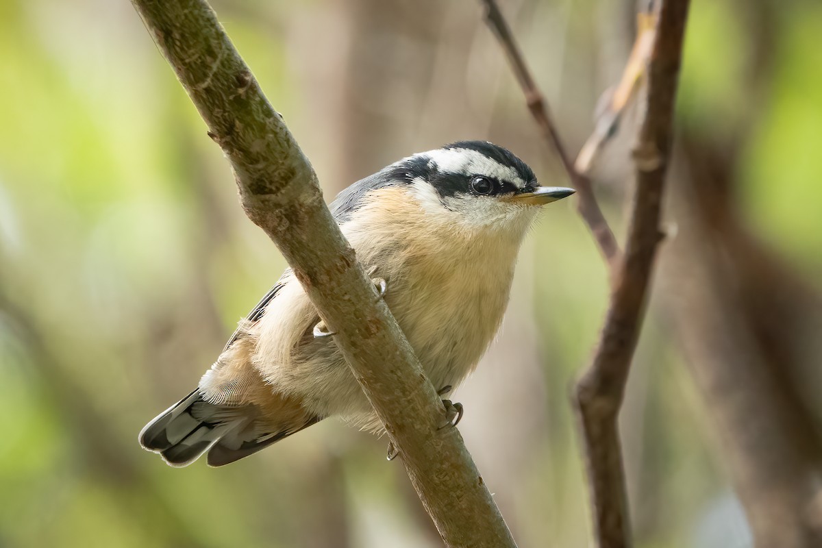 Red-breasted Nuthatch - Shawn Cooper