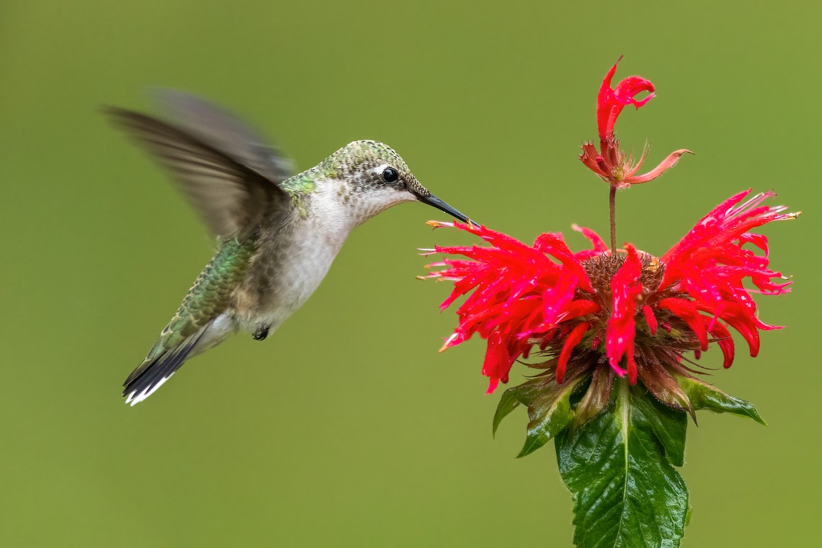 Ruby-throated Hummingbird - ML351975421