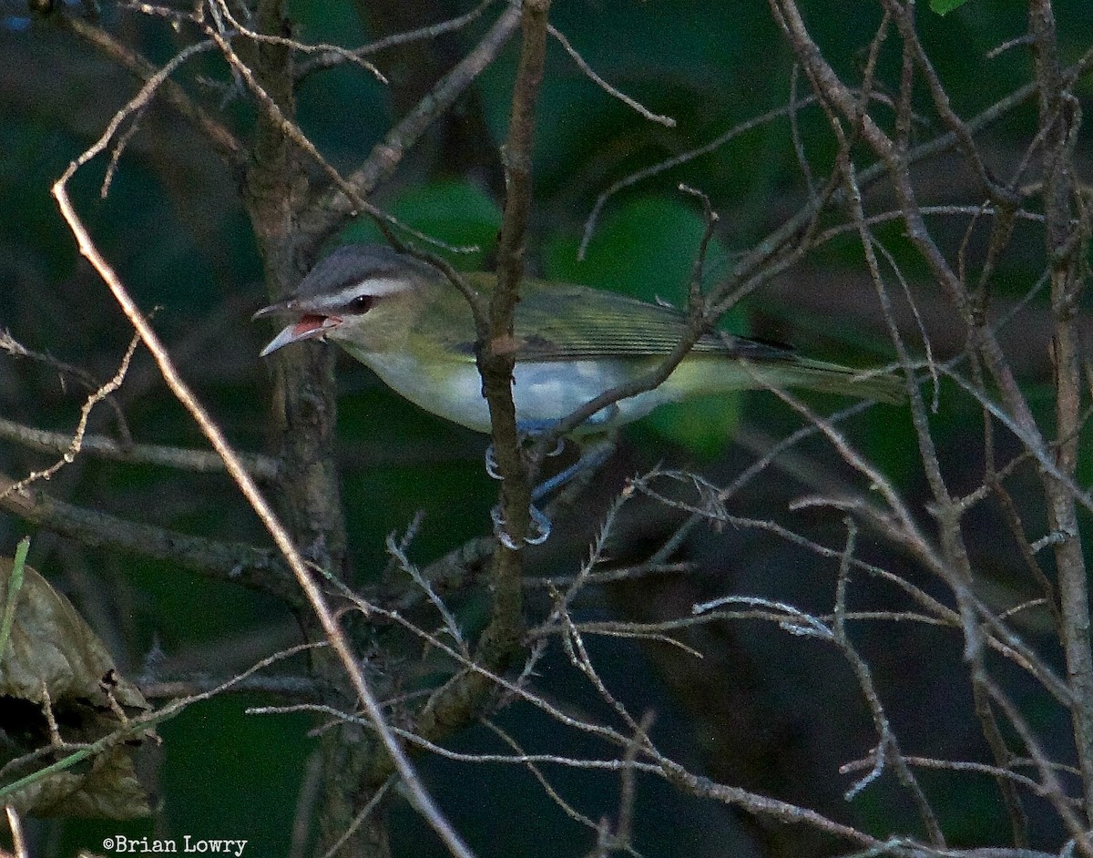 Red-eyed Vireo - Brian Lowry