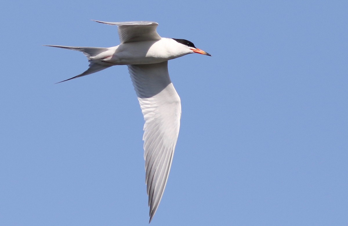 Forster's Tern - Nora Papian