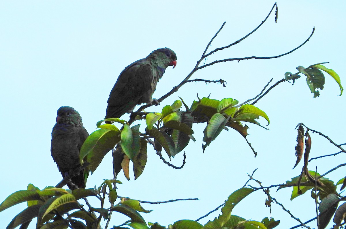 Red-billed Parrot - ML351979491