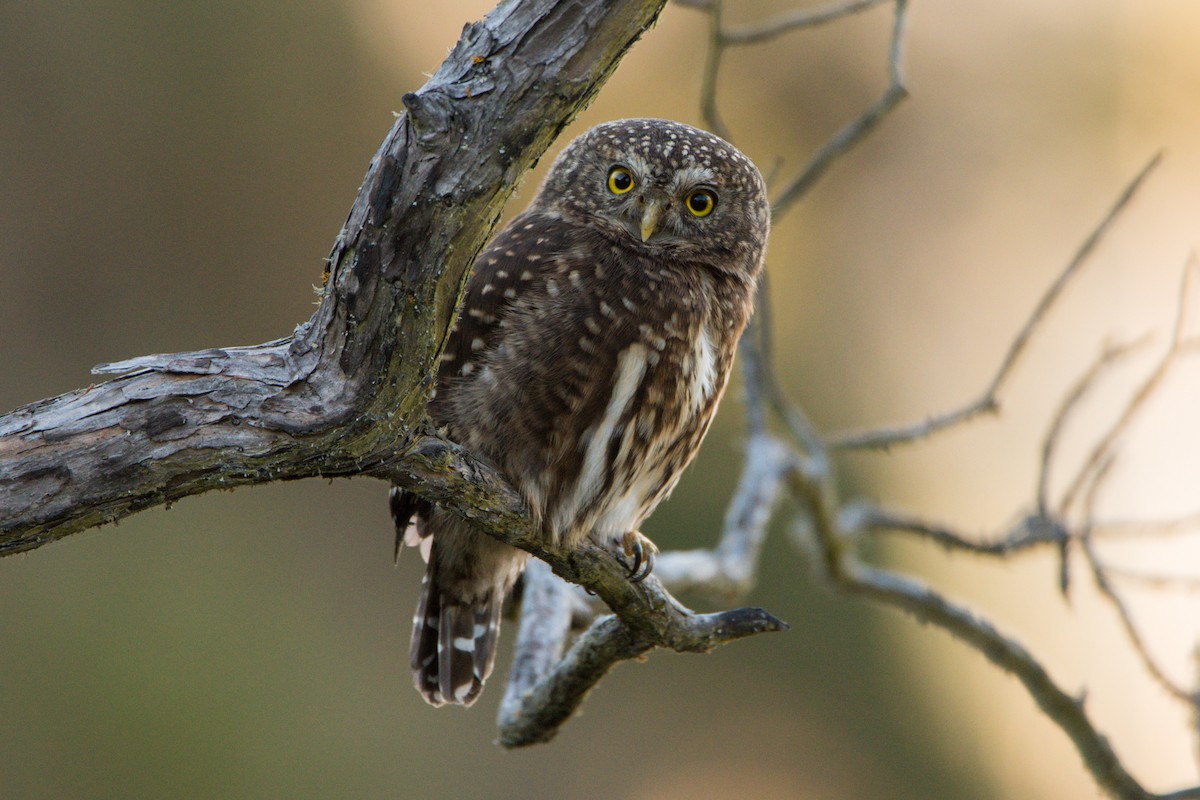 Yungas Pygmy-Owl - ML351981241