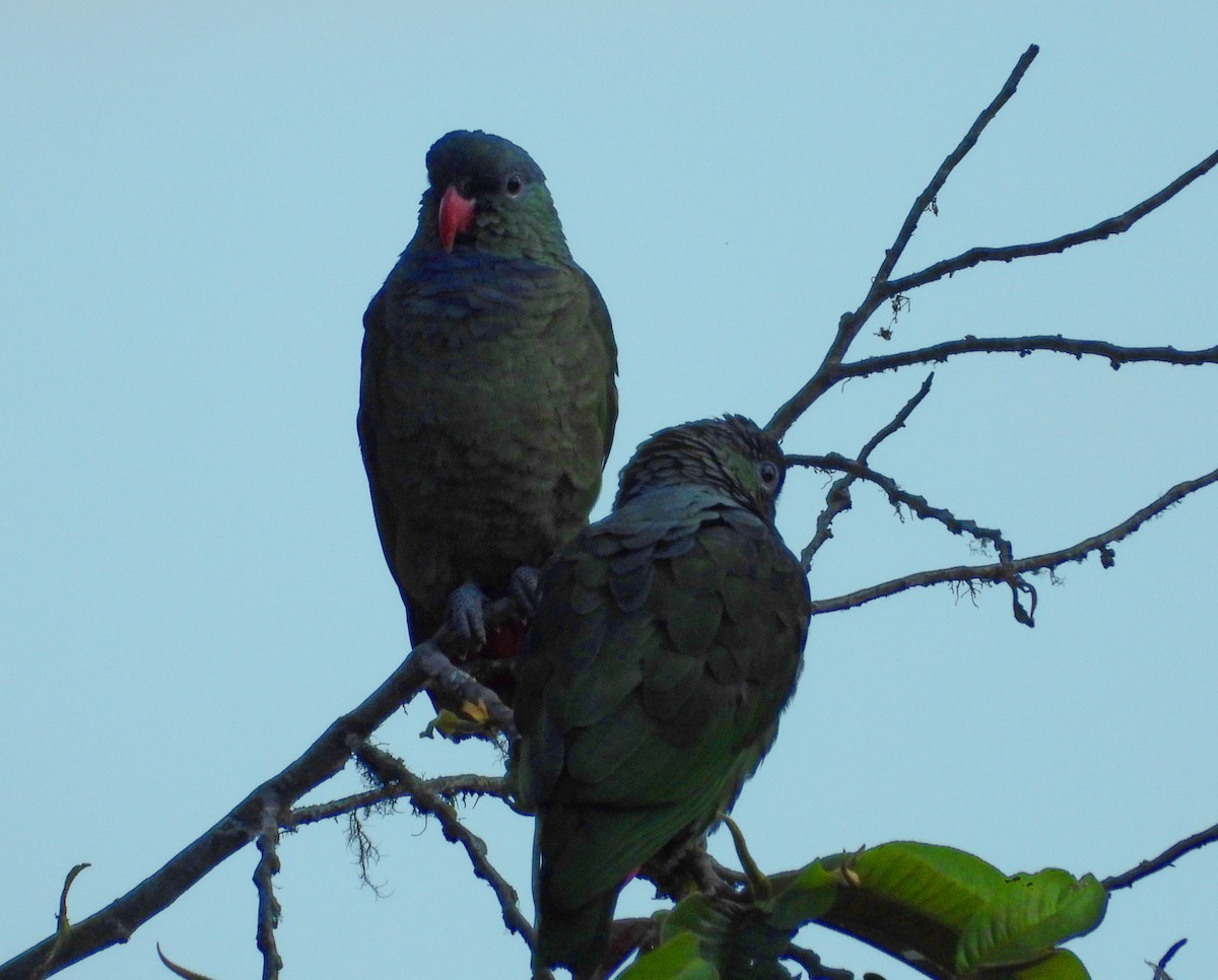 Папуга-червоногуз зеленоголовий - ML351982911