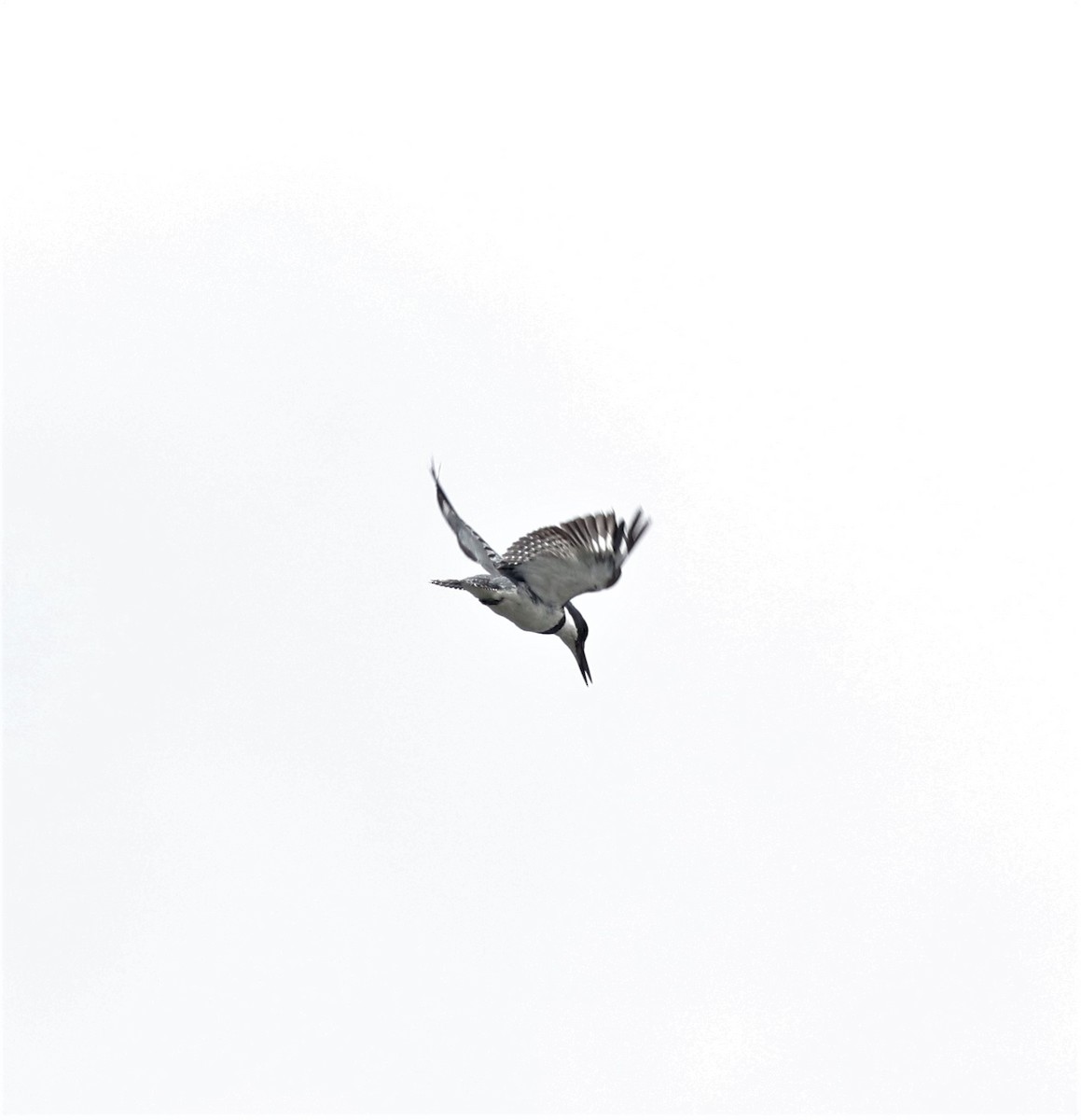 Belted Kingfisher - ML351986431