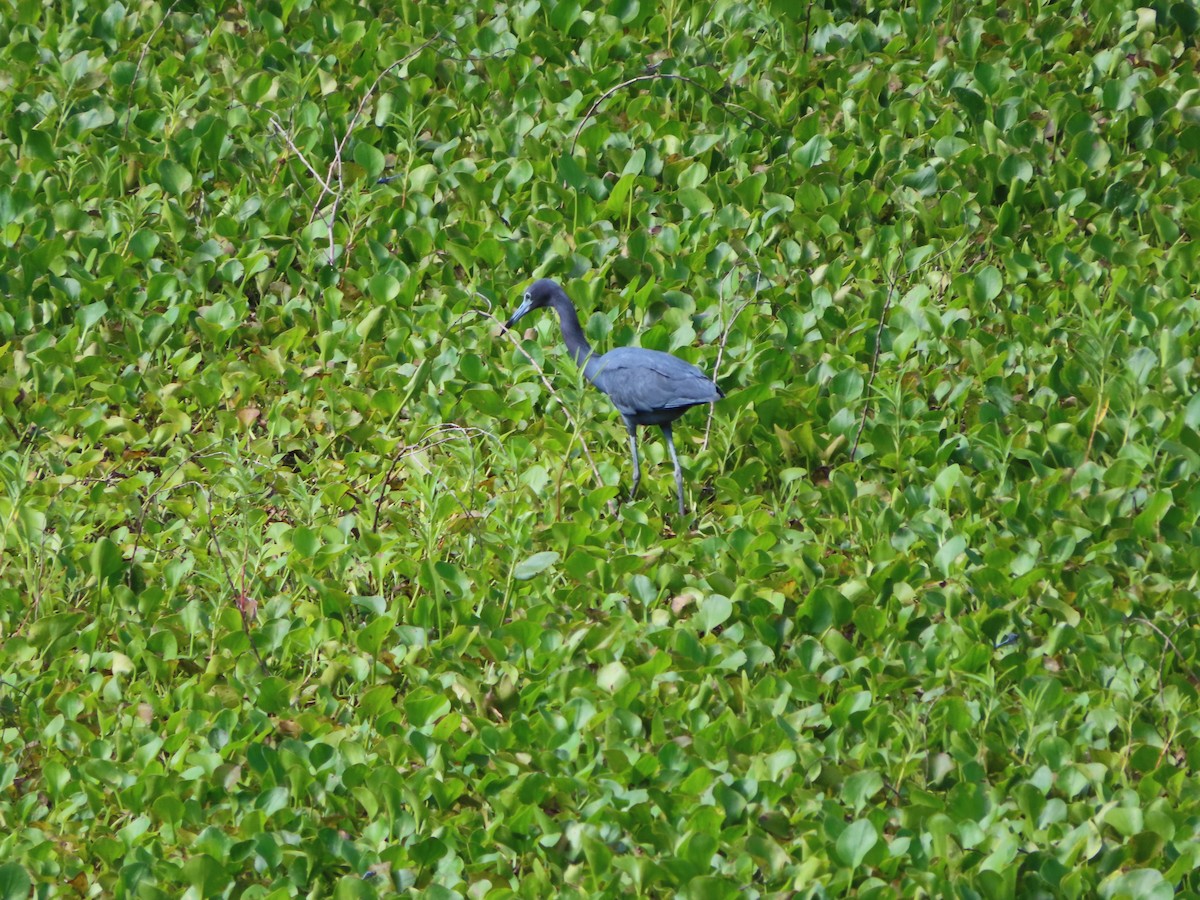 Little Blue Heron - ML351988571